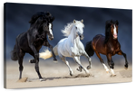 Wild Colorful Horses Wall Art