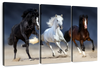 Wild Colorful Horses Wall Art