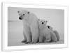 Polar Bear Family Wall Art