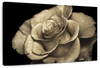 Retro Rose Wall Art