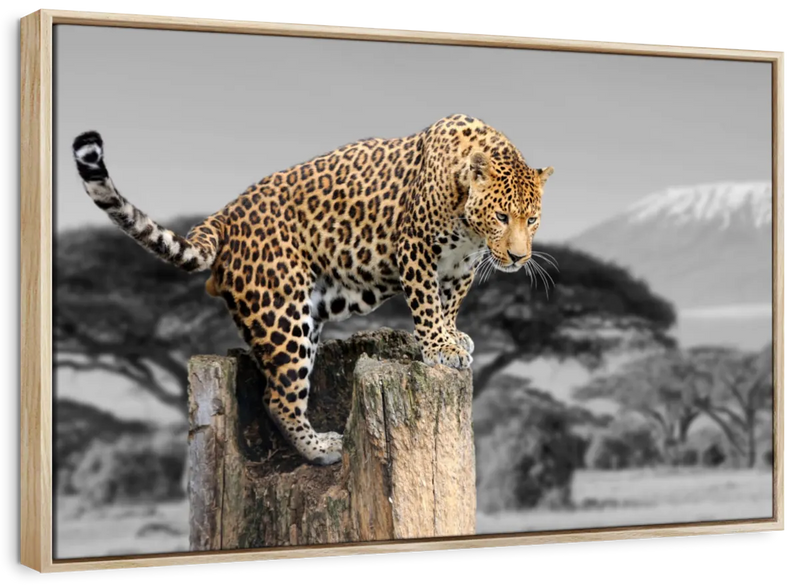 Pop African Leopard Wall Art