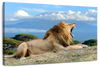 Roaring Safari Lion Wall Art