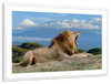 Roaring Safari Lion Wall Art