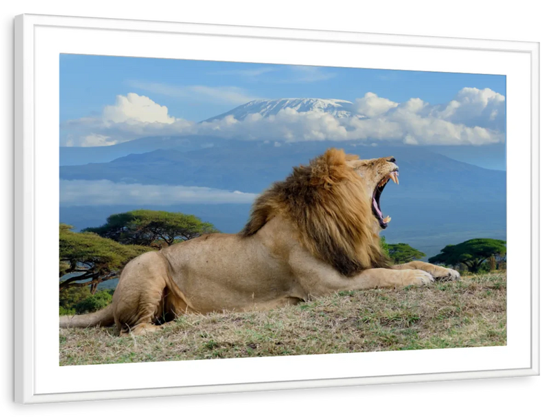 Roaring Safari Lion Wall Art