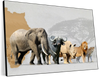 Iconic Safari Animals Wall Art
