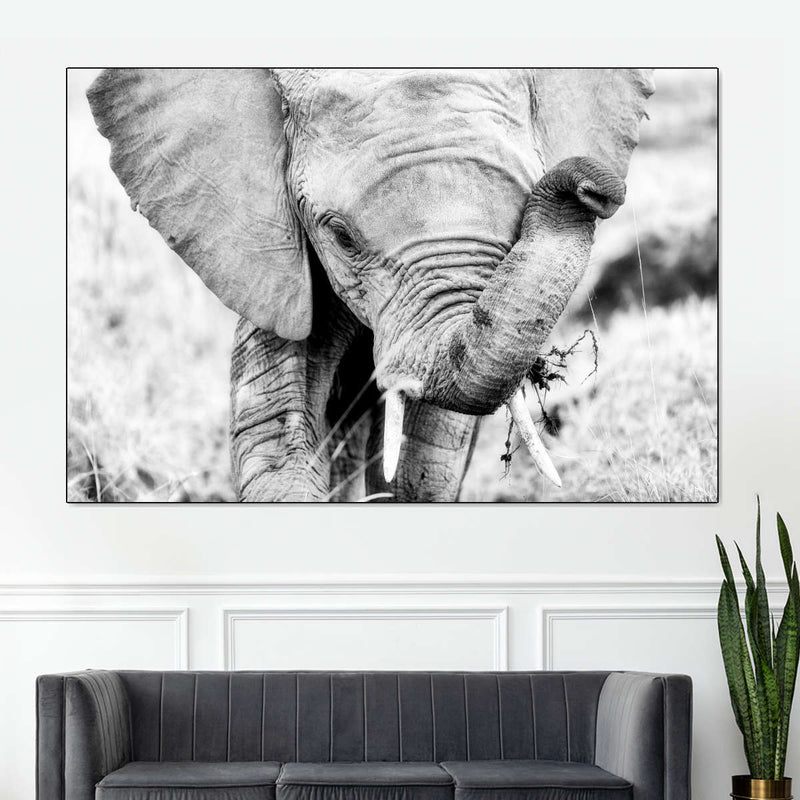 Kenyan Baby Elephant Wall Art