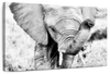 Kenyan Baby Elephant Wall Art