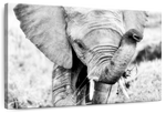Kenyan Baby Elephant Wall Art