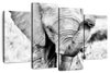 Kenyan Baby Elephant Wall Art