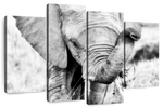 Kenyan Baby Elephant Wall Art