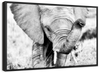 Kenyan Baby Elephant Wall Art