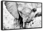 Kenyan Baby Elephant Wall Art