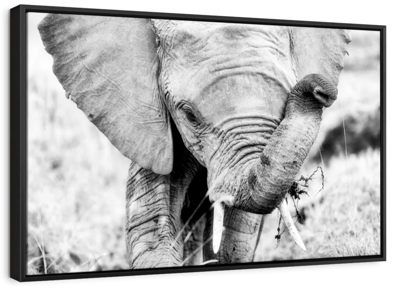Kenyan Baby Elephant Wall Art