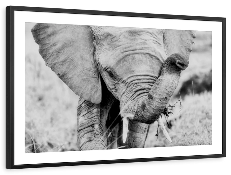 Kenyan Baby Elephant Wall Art