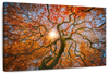 Japanese Maple Tree Wall Art