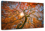 Japanese Maple Tree Wall Art