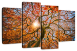 Japanese Maple Tree Wall Art