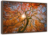 Japanese Maple Tree Wall Art