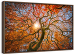 Japanese Maple Tree Wall Art
