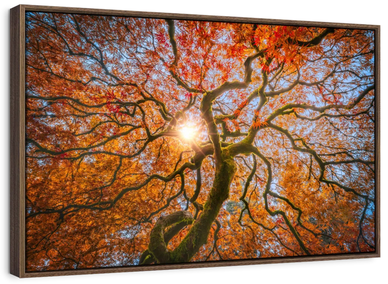 Japanese Maple Tree Wall Art