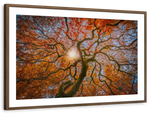 Japanese Maple Tree Wall Art