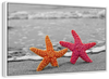 Nautical Starfish Duo Wall Art