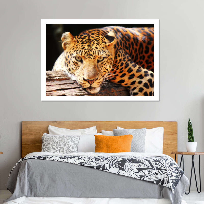 Leopard Gaze Wall Art