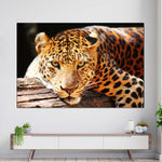 Leopard Gaze Wall Art