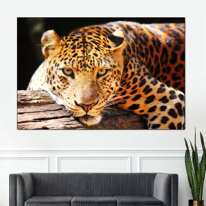 Leopard Gaze Wall Art