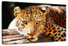 Leopard Gaze Wall Art
