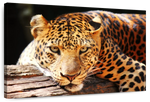 Leopard Gaze Wall Art
