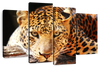 Leopard Gaze Wall Art