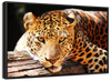 Leopard Gaze Wall Art