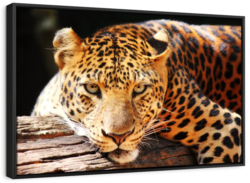 Leopard Gaze Wall Art