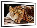 Leopard Gaze Wall Art