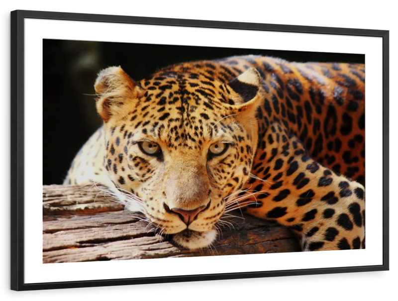 Leopard Gaze Wall Art
