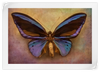 Purple Butterfly Wall Art
