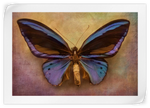 Purple Butterfly Wall Art