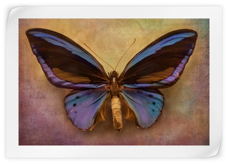 Purple Butterfly Wall Art