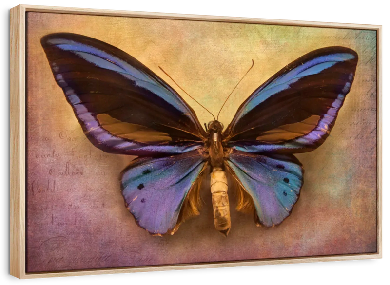 Purple Butterfly Wall Art