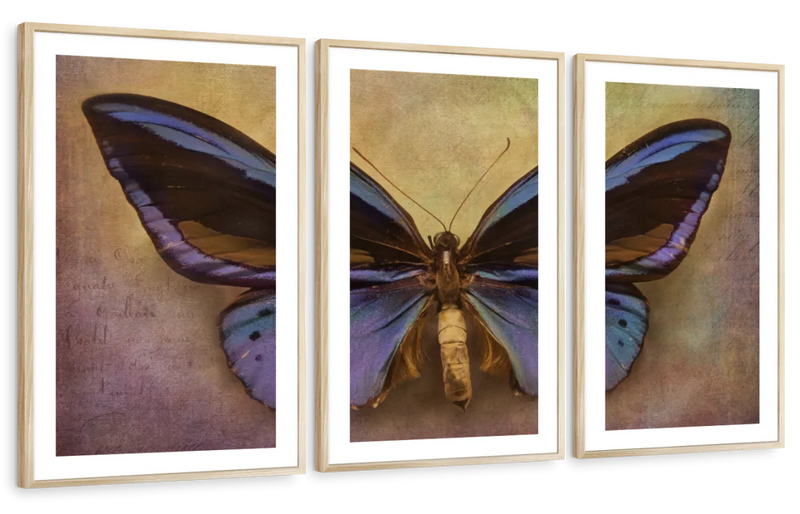 Purple Butterfly Wall Art