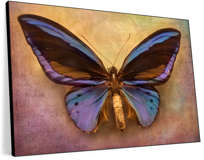 Purple Butterfly Wall Art