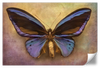 Purple Butterfly Wall Art