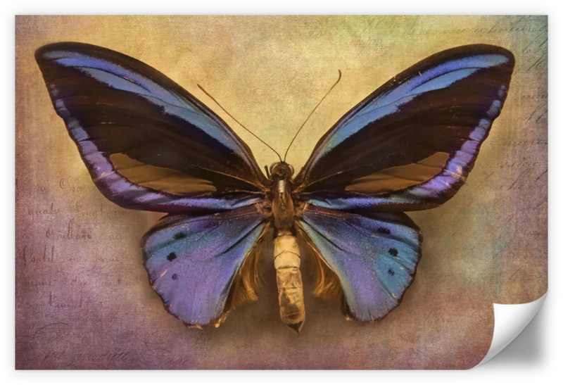 Purple Butterfly Wall Art