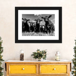 Monochrome Angus Cows Wall Art