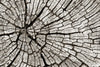 Tree Stump Wall Art