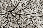 Tree Stump Wall Art