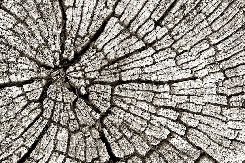 Tree Stump Wall Art