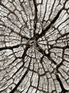 Tree Stump Wall Art