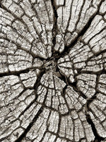 Tree Stump Wall Art